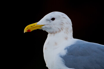 Glaucous-winged Gull Closeup