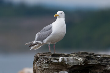 Glaucous-winged Gull Closeup