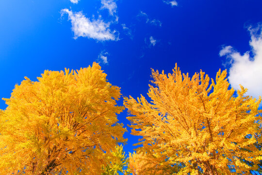 紅葉のイチョウの大木, 上田市,長野県