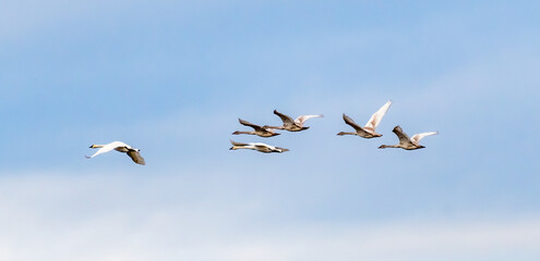 Trumpeter Swans in Flight