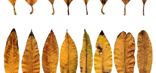 autumn leaves on white background