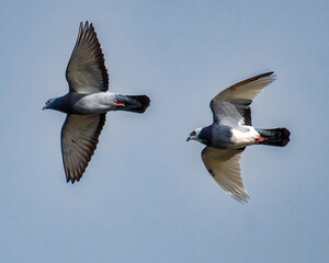Pigeons in Flight