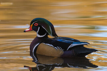 Male Wood Duck