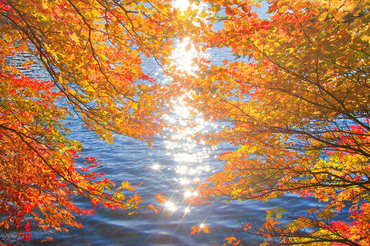 ドウダンツツジの紅葉と輝く水面, 小海町,南佐久郡,長野県