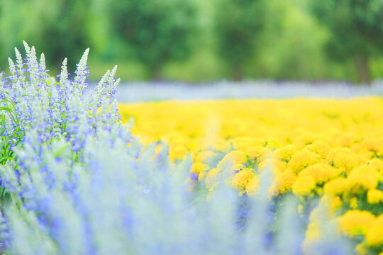 ブルーサルビアとマリーゴールドの花畑, 中富良野町,空知郡,北海道