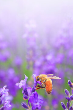 ミツバチとラベンダーの花畑, 中富良野町,空知郡,北海道