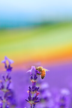 ミツバチとラベンダーの花畑, 中富良野町,空知郡,北海道
