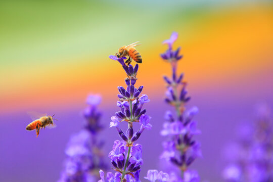 ミツバチのペアとラベンダーの花畑, 中富良野町,空知郡,北海道