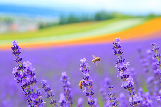 ミツバチのペアとラベンダーの花畑, 中富良野町,空知郡,北海道