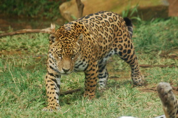 Jaguar - Animal from the tropical forests of South America.