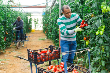 Obraz premium Focused latin american farm worker gathering crop of organic tomatoes cultivar in hothouse. Spring harvest time