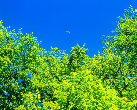 新緑のブナの若葉と月, 十日町市,新潟県