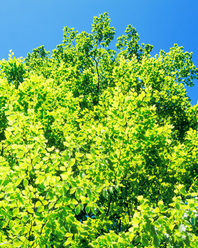 新緑のブナの若葉, 十日町市,新潟県