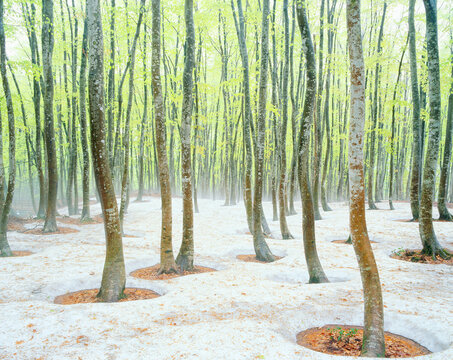 残雪の新緑のブナ林と朝霧, 十日町市,新潟県