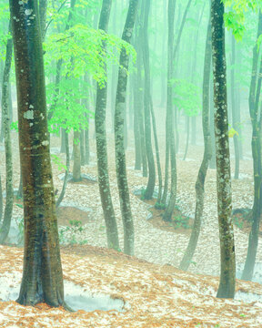 残雪の新緑のブナ林と朝霧, 十日町市,新潟県