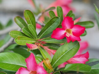 A tree with bright pink flowers, dark pink flowers, a tree that likes the sun, is grown a lot in Thailand.
Adenium they can be grown used for bonsai.