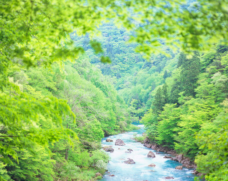 新緑のカツラと玉川, 仙北市,秋田県