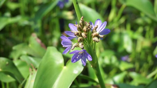 Pontederia vaginalis (heartshape false pickerelweed, oval-leafed pondweed, enceng sawang, wewehan) with a natural background. Each has six purple-blue tepals just over a centimeter long.