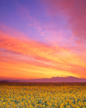 ヒマワリ畑と朝焼けと大雪山, 美瑛町,上川郡,北海道