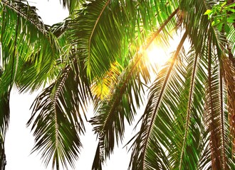 The natural palm trees are beautifully lit by the sun.