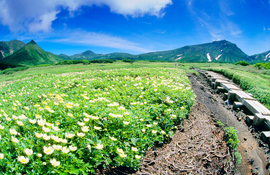 チングルマ咲く裾合平と大雪山と木道, 東川町,上川郡,北海道