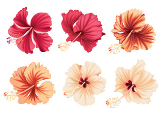 Beautiful hibiscus flowers on white background. Vector set of blooming tropical floral for holiday invitations, greeting card and fashion design.