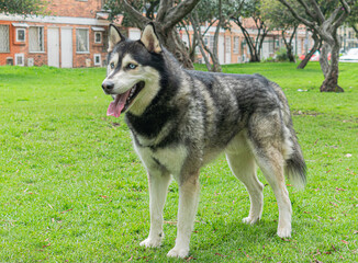 Siberian dog, black and white, playing in a park in Bogotá (Colombia) with its owner
