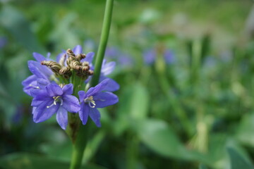 Pontederia vaginalis (heartshape false pickerelweed, oval-leafed pondweed, enceng sawang, wewehan) with a natural background. Each has six purple-blue tepals just over a centimeter long.