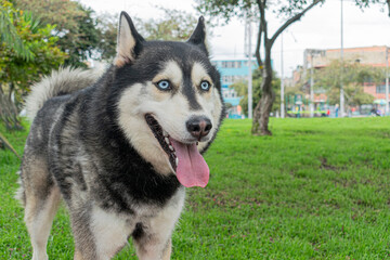 Siberian dog, black and white, playing in a park in Bogotá (Colombia) with its owner