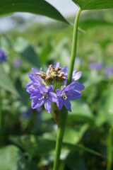 Pontederia vaginalis (heartshape false pickerelweed, oval-leafed pondweed, enceng sawang, wewehan) with a natural background. Each has six purple-blue tepals just over a centimeter long.