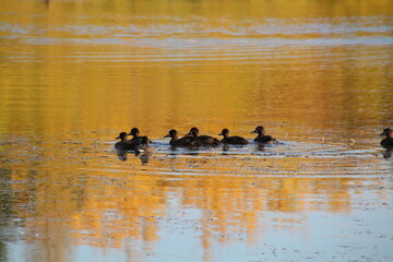 ducks on the lake