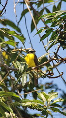 Social flycatcher (Myiozetetes similis) perched in a tree in the Intag Valley, outside of Apuela, Ecuador