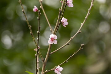 peach blossom