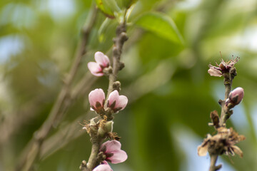 peach blossom
