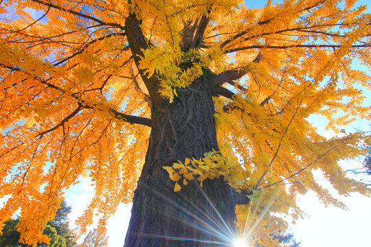 紅葉のイチョウの巨木と木もれ日の光芒, 上田市,長野県