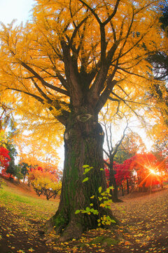 紅葉のイチョウの巨木と朝日の木もれ日の光芒, 上田市,長野県