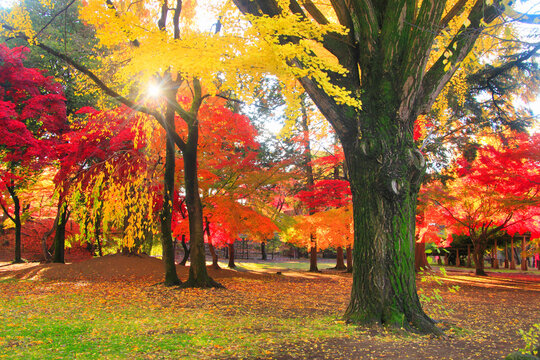 紅葉のイチョウとモミジなどの林と朝の木もれ日の光芒, 上田市,長野県