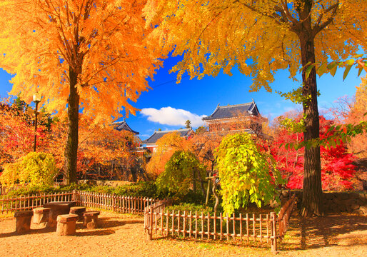 紅葉のイチョウと上田城, 上田市,長野県