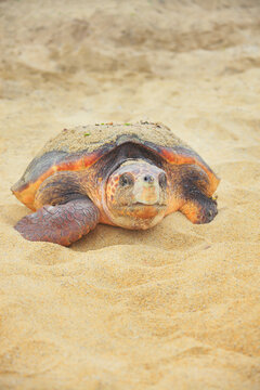 砂浜に上がったウミガメ, 屋久島町,熊毛郡,鹿児島県