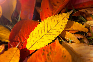 Autumn background, yellow fallen leaves.