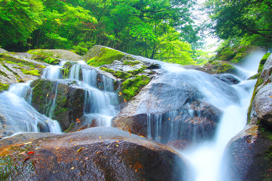新緑の飛流おとし, 屋久島町,熊毛郡,鹿児島県