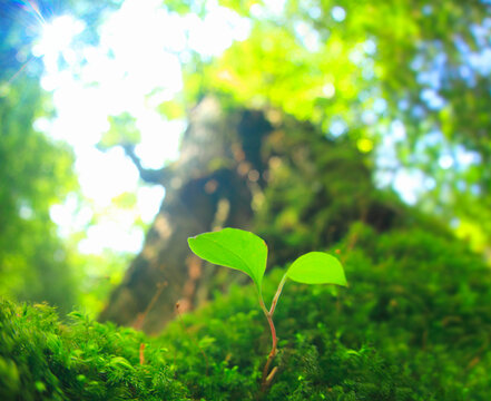 七本杉と苔に生えた芽と木もれ日, 屋久島町,熊毛郡,鹿児島県