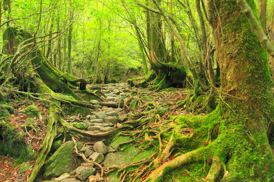 苔むす新緑の原生林, 屋久島町,熊毛郡,鹿児島県