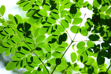 Fototapeta na wymiar Tropical moringa oleifera tree leaves on a bright day.