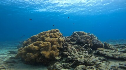 ある日の沖縄の穏やかな海中の風景
