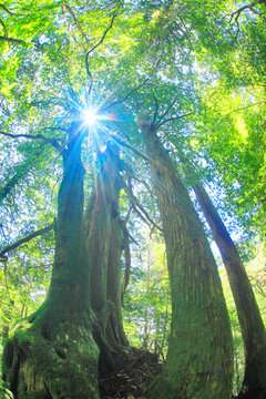 屋久杉の巨木と木もれ日, 屋久島町,熊毛郡,鹿児島県
