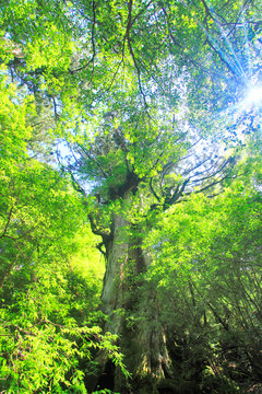 新緑と大王杉と木もれ日, 屋久島町,熊毛郡,鹿児島県