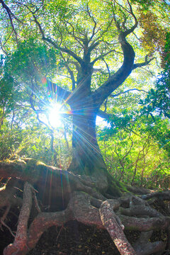 新緑の樹木の根と木もれ日の光芒, 屋久島町,熊毛郡,鹿児島県
