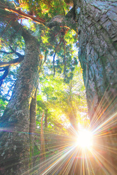 屋久杉の森と夕日の木もれ日の光芒, 屋久島町,熊毛郡,鹿児島県