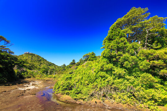 小花之江河の湿原と高盤岳, 屋久島町,熊毛郡,鹿児島県
